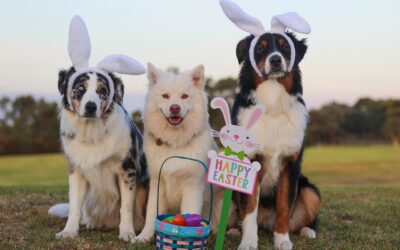 Egg Hunt: House Hunting, the Grown-Up Edition