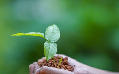 Living Green in Toronto: Find Your Eco-Friendly Home