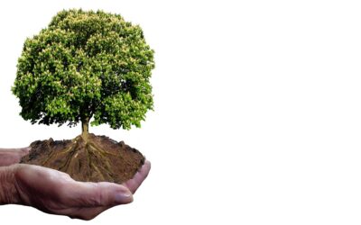 Plant Your Roots This Spring!