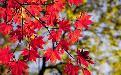 Fall: Cozy Up to These Real Estate Trends