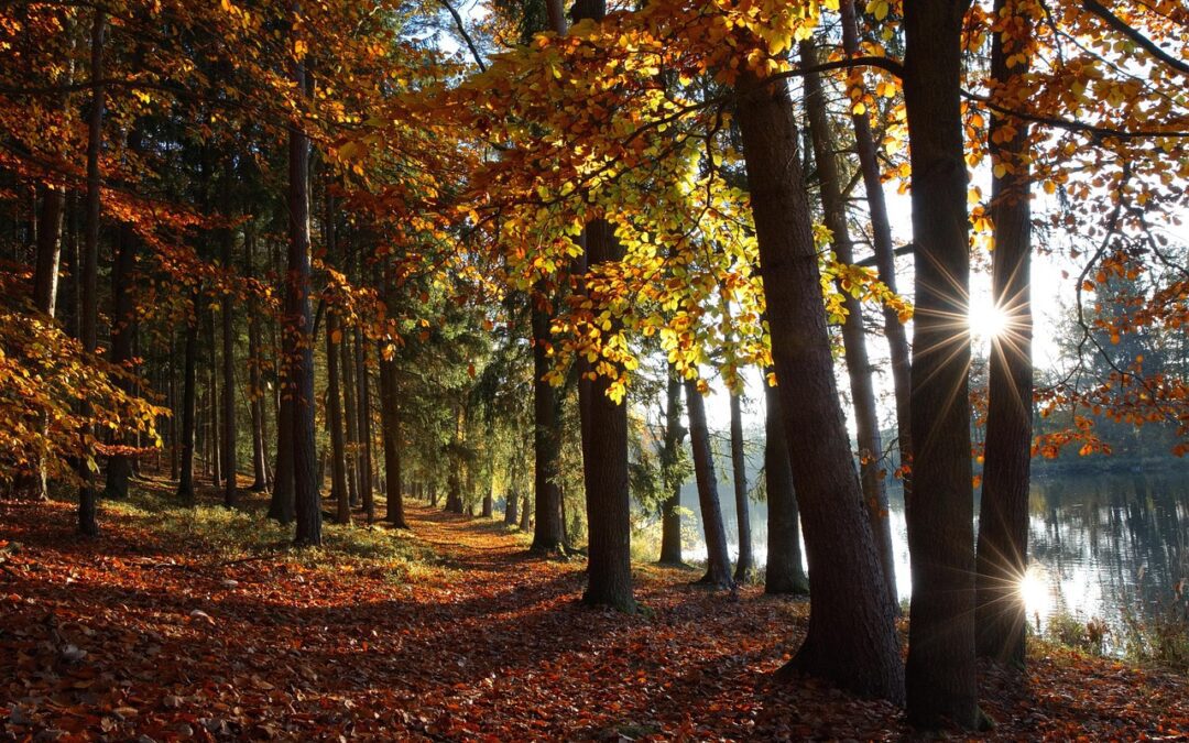 Algonquin Life: Your Year-Round Home Guide