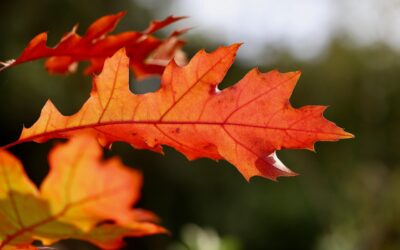 Let’s Sell Your Home for an Un-Be-Leaf-able Price