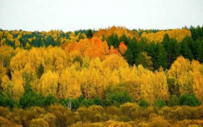 Season of Strategy: Fall is the Best Time to Sell Your Home